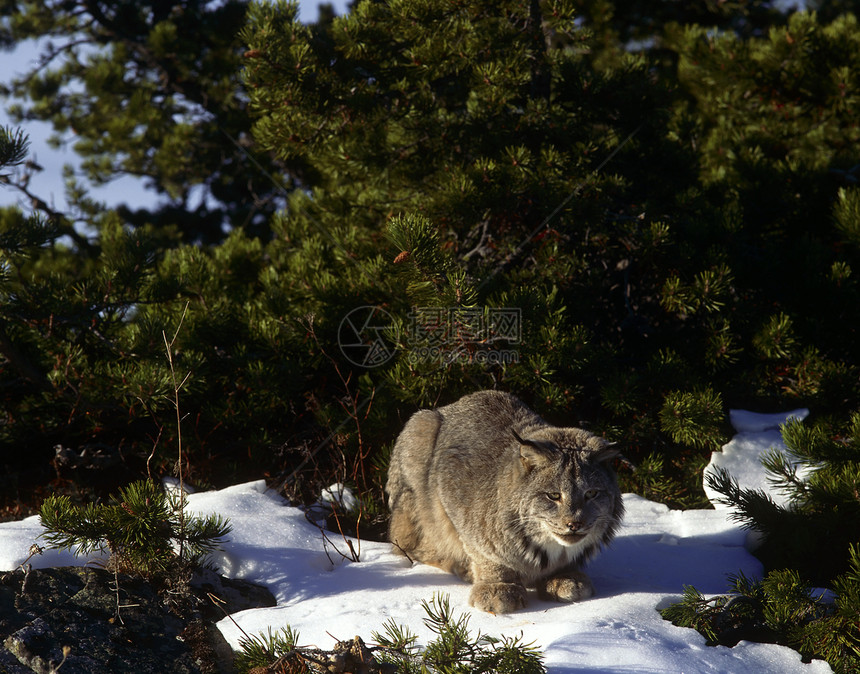 Lynx 林克全身食肉休息阳光树木猫科山猫哺乳动物成人行为图片