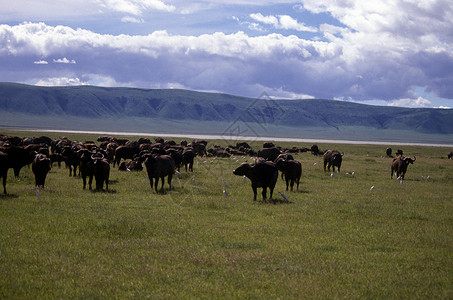 西部牛背鹭大草原保护高清图片