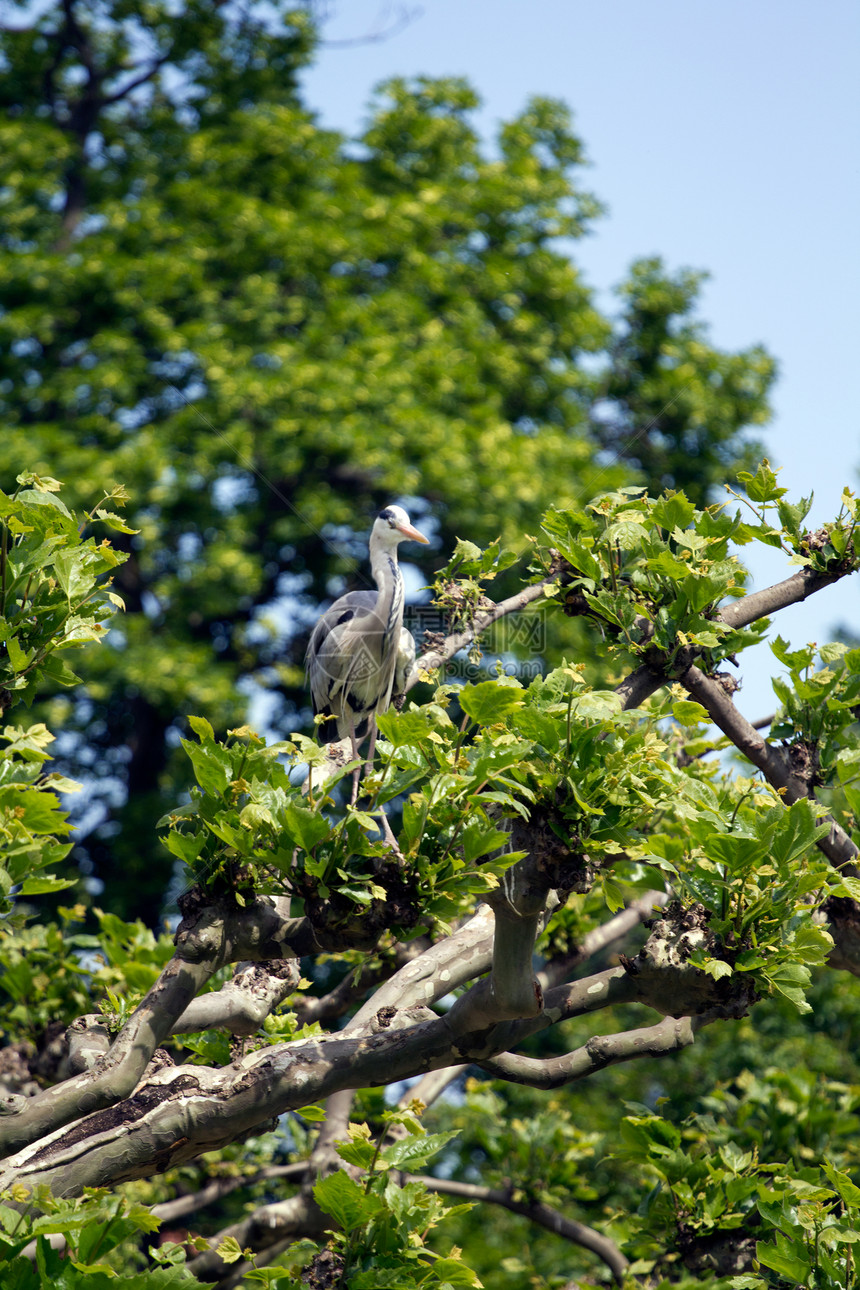 赫伦猎人动物群羽毛尾巴簇绒野生动物生活环境鸟类蓝色图片