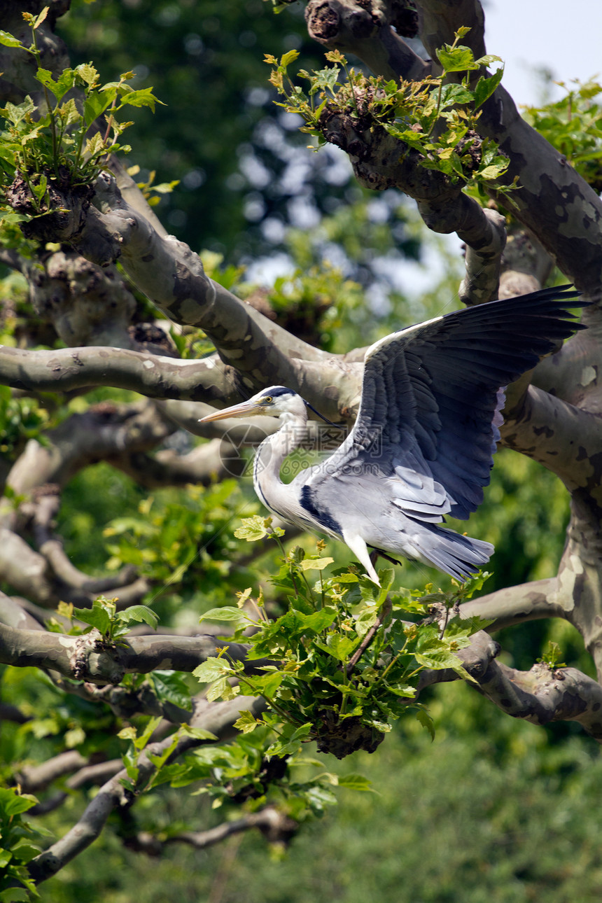 赫伦眼睛荒野沼泽渔夫动物鸟类脖子航班动物群环境图片