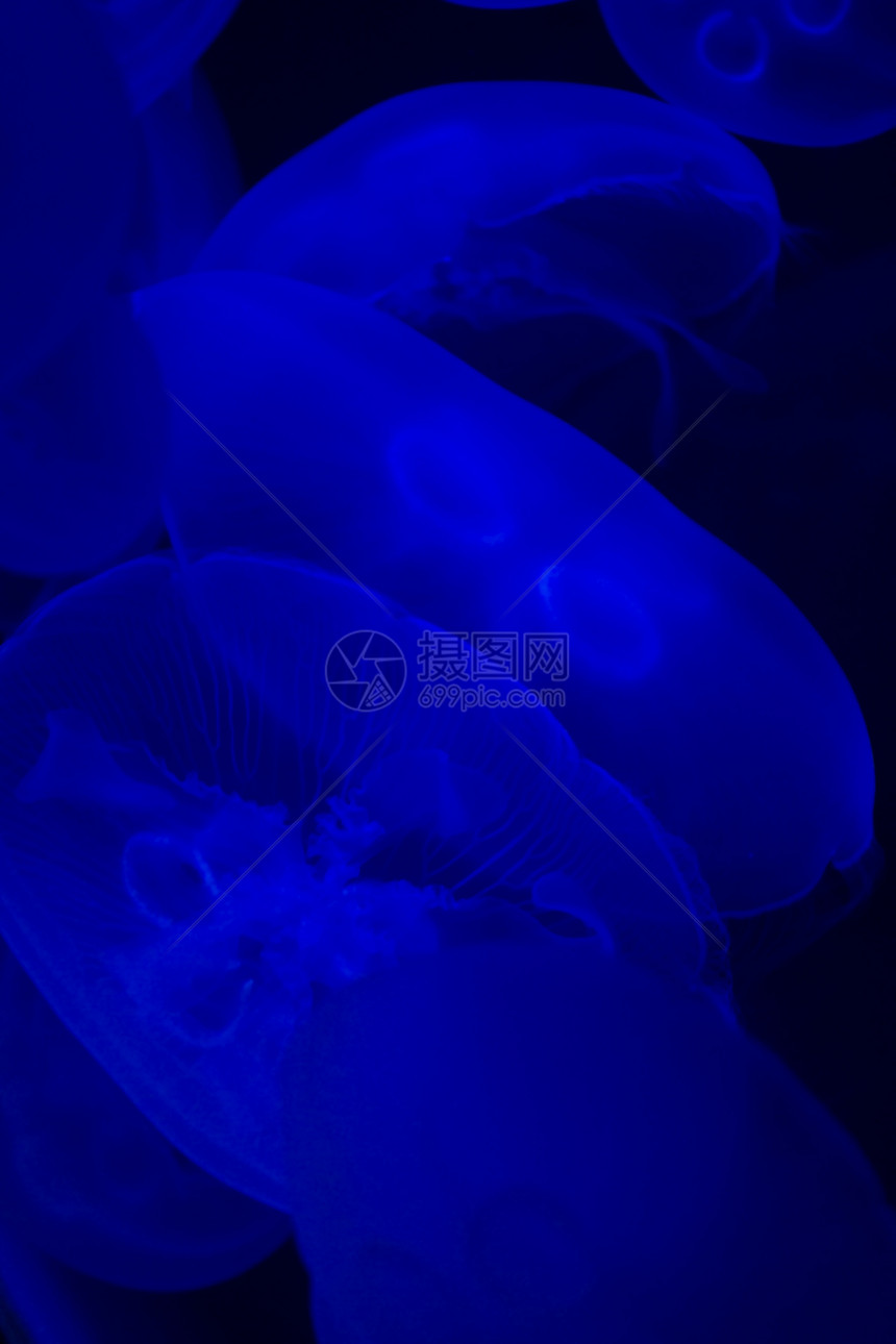 水母鱼海洋生物海洋学热带蓝色游泳毒素情调异国动物图片