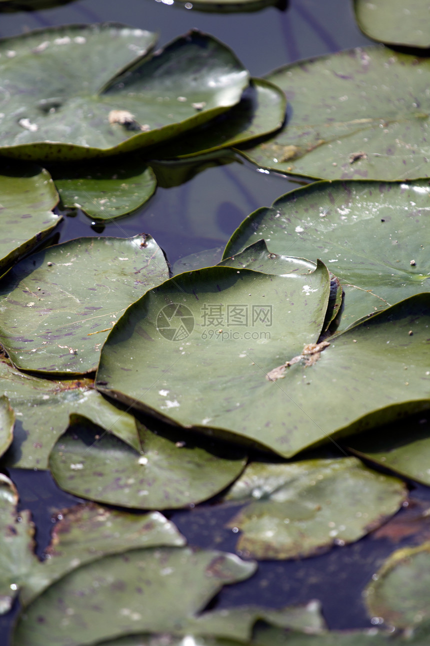 利百产物池塘荒野花瓣花园植物群自然树叶花朵植物学图片