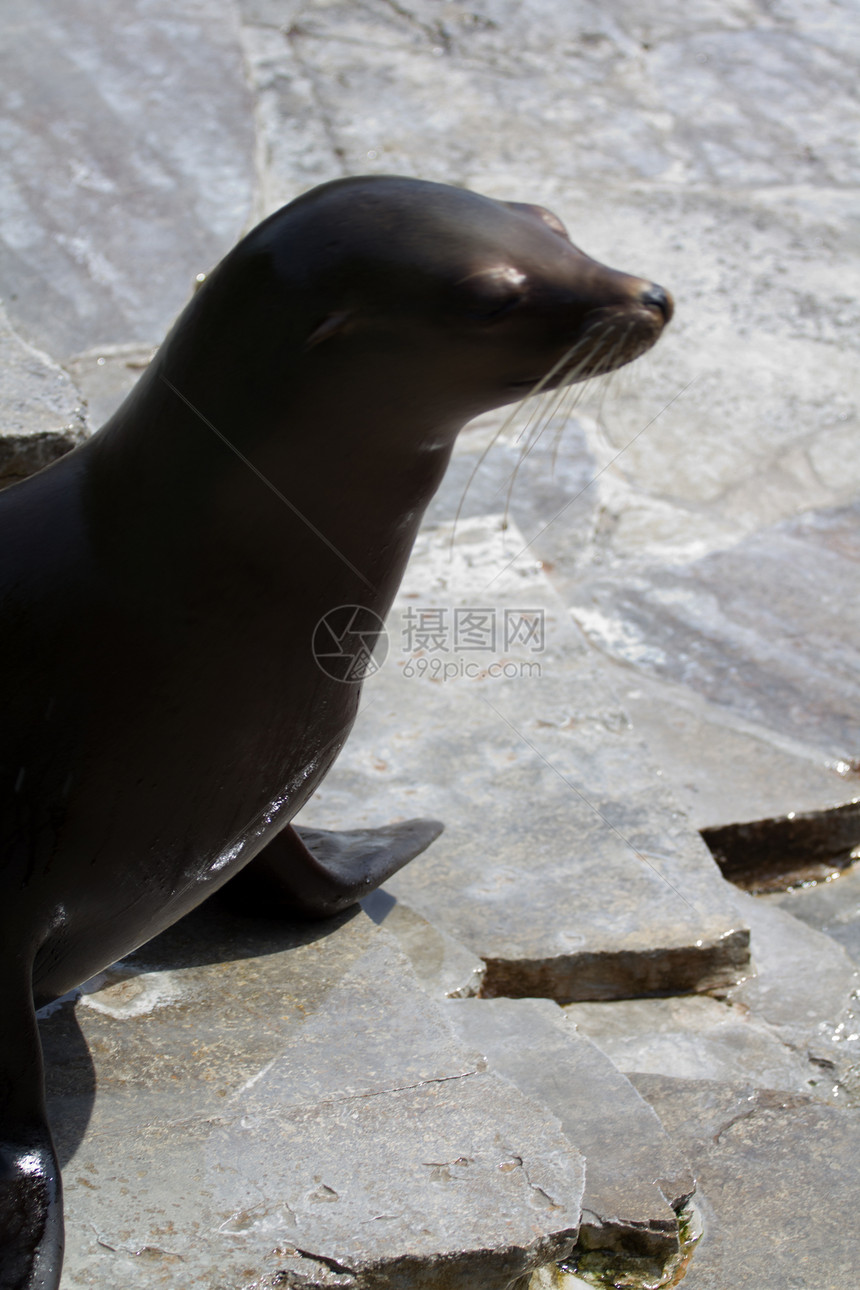 海狮蓝色海豹海洋动物潜水狮子荒野岛屿野生动物图片