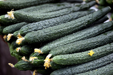 在市场上销售蔬菜黄瓜 出售蔬菜黄瓜背景图片