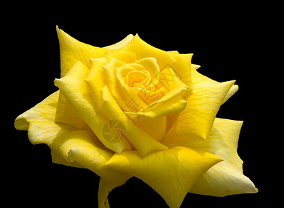 植物 花和植物 黄色的玫瑰火焰花草花蕾鲜花热情爱情阳光黄玫瑰植被背景图片