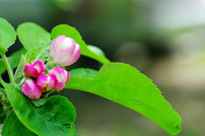 白色和粉红苹果花花植物群生长叶子李子花园晴天季节宏观公园生活图片