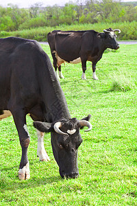产奶量牛牛放牧食草库存动物咀嚼草原牧草动物群场地场景野兽背景
