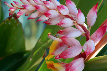 粉红白花花阴影植物植物群花瓣白色花园花艺园艺季节性装饰背景图片