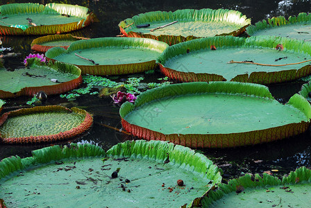 利叶水树叶池塘生长光盘圆形睡莲百合花园植物背景图片