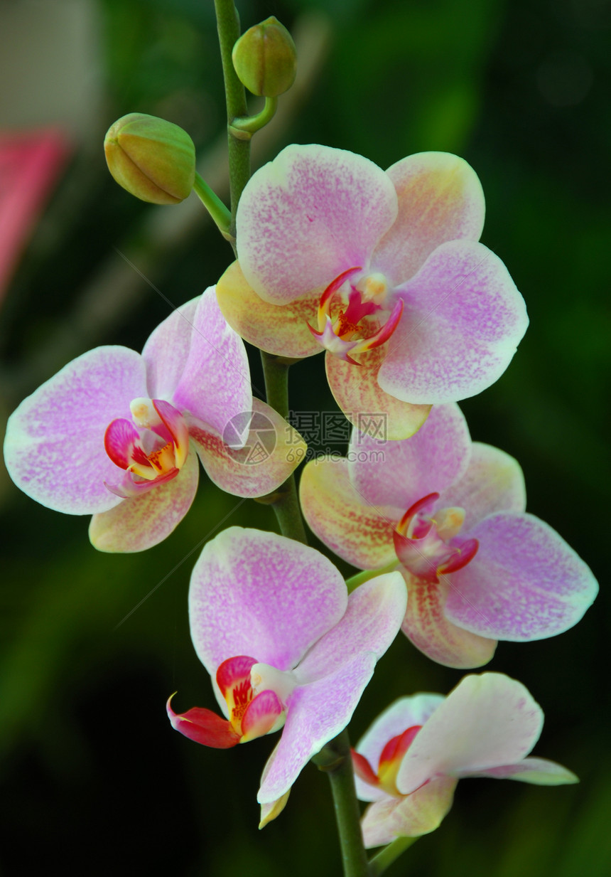 粉红白兰花花植物阴影花园花瓣季节性兰花白色植物群花朵装饰图片