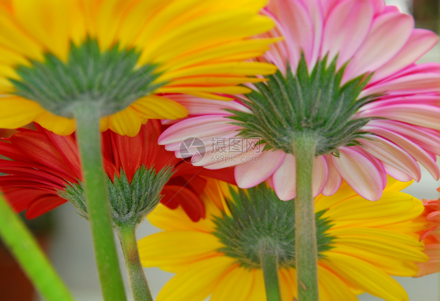 粉红色黄黄色红雪贝拉花花装饰植物群园艺季节性雏菊花园风格花瓣花艺红色图片