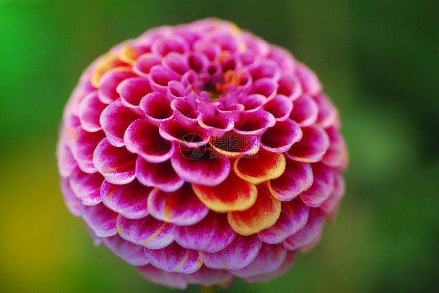 粉红色花朵花园季节性风格装饰阴影植物植物群绒球花瓣图片