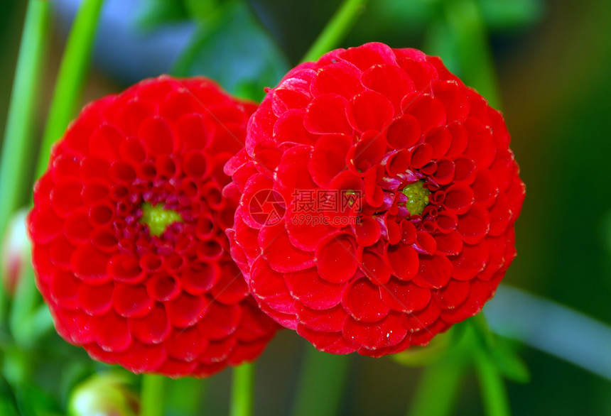 红色庞波姆达伊拉花朵季节性绒球花园植物群花瓣装饰植物风格阴影图片
