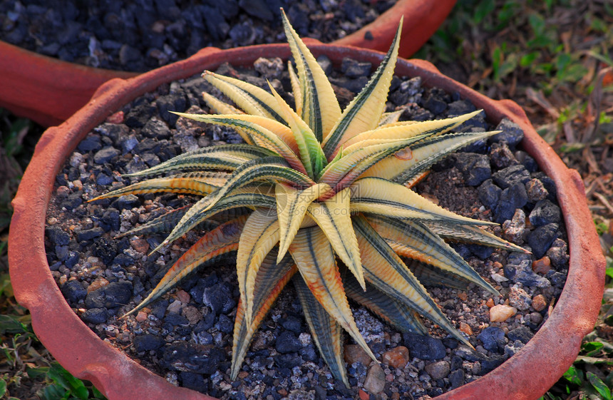 绿色食用植物化妆品园艺花园草本生长旱生植物沙漠植被多刺植物学图片