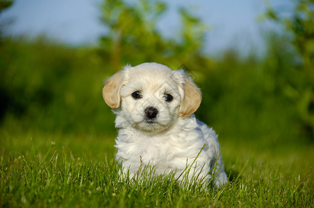 小狗狗动物白色绿色休息友谊朋友伴侣宠物背景图片