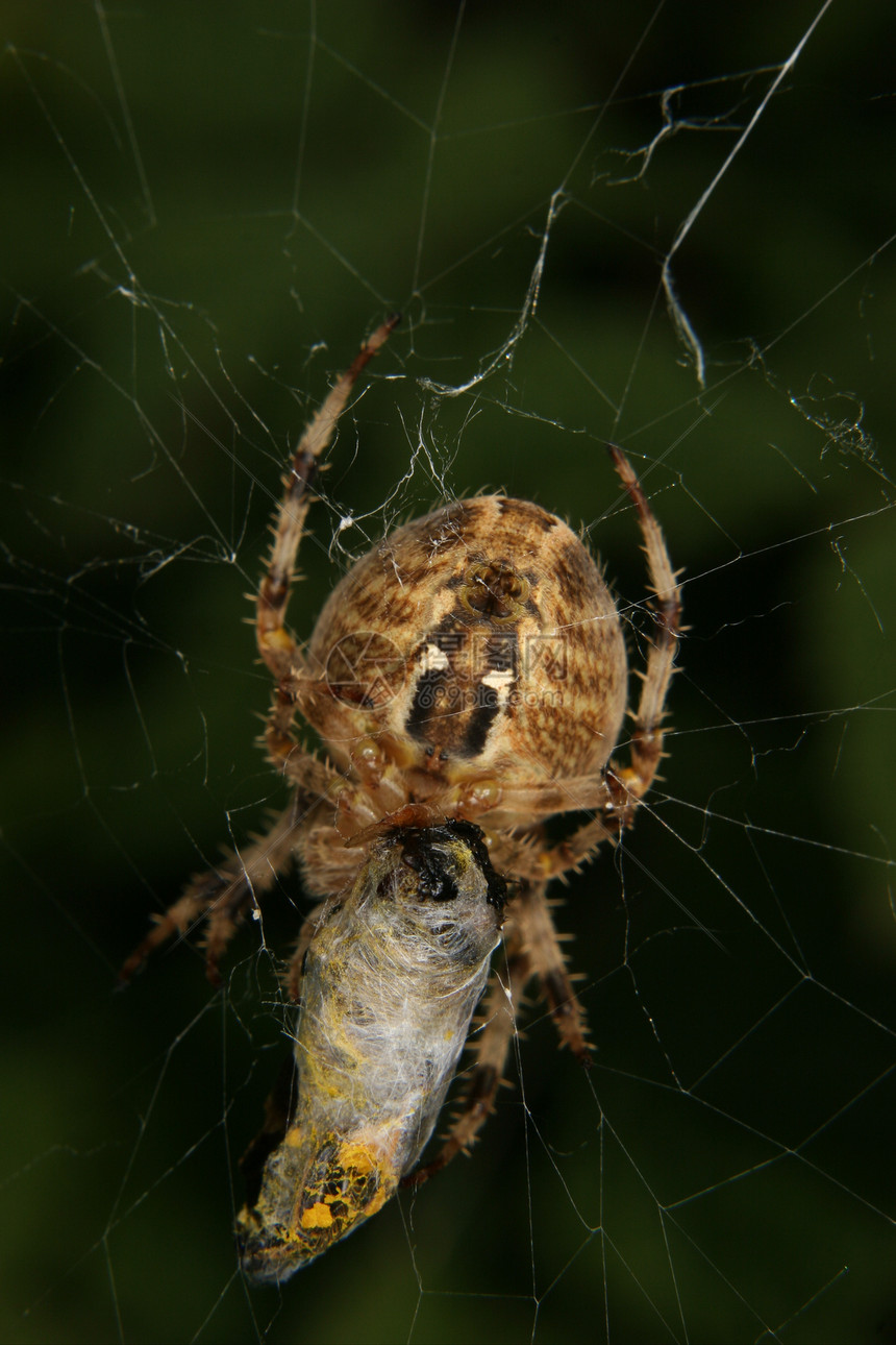 欧洲花园蜘蛛亚拉尼乌斯diadematus宏观纺纱猎物腹部野生动物脊椎动物蛛形草地荒野森林图片