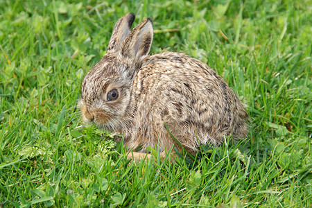 小母兔棕色动物兔子绿色警报荒野天兔速度咀嚼水平高清图片