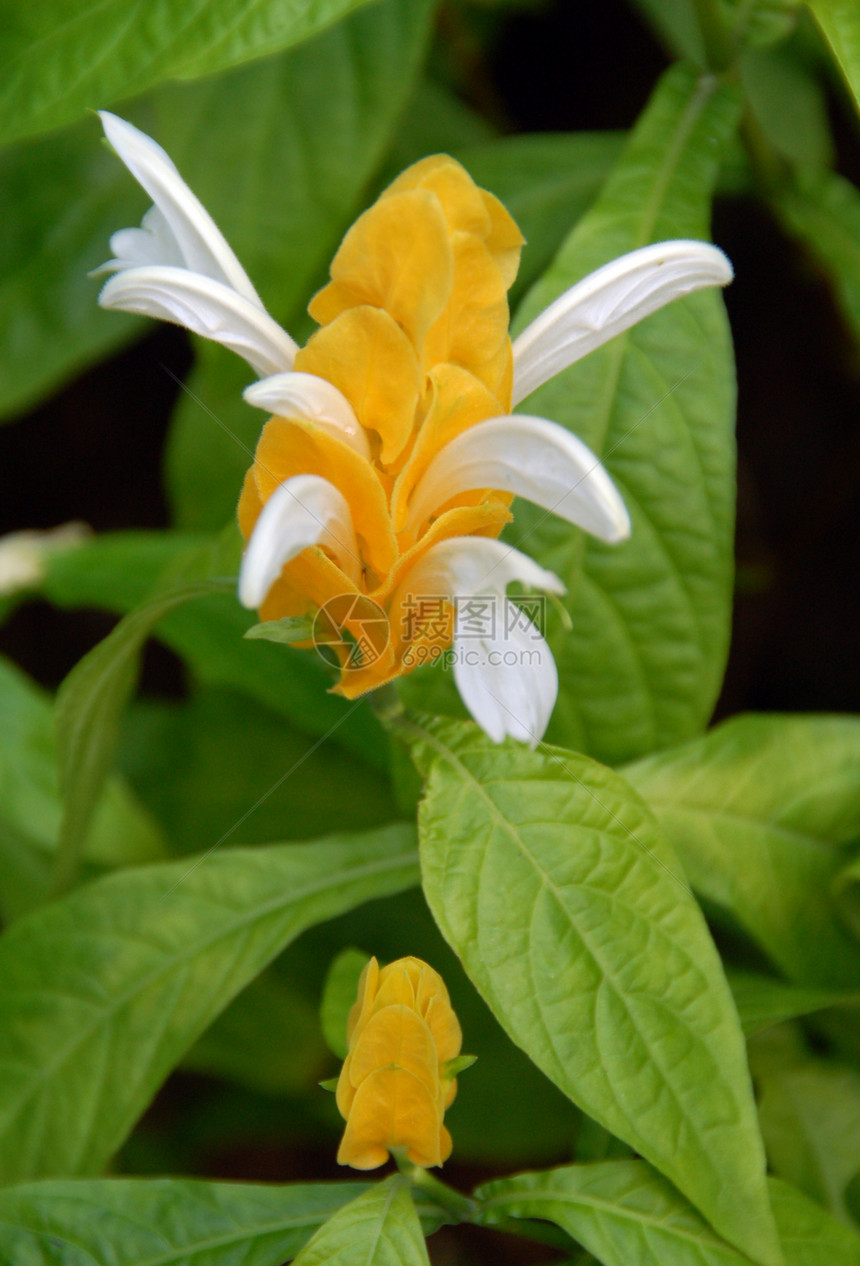 黄黄白花季节性植物群风格花瓣热带植物花艺园艺阴影花朵图片