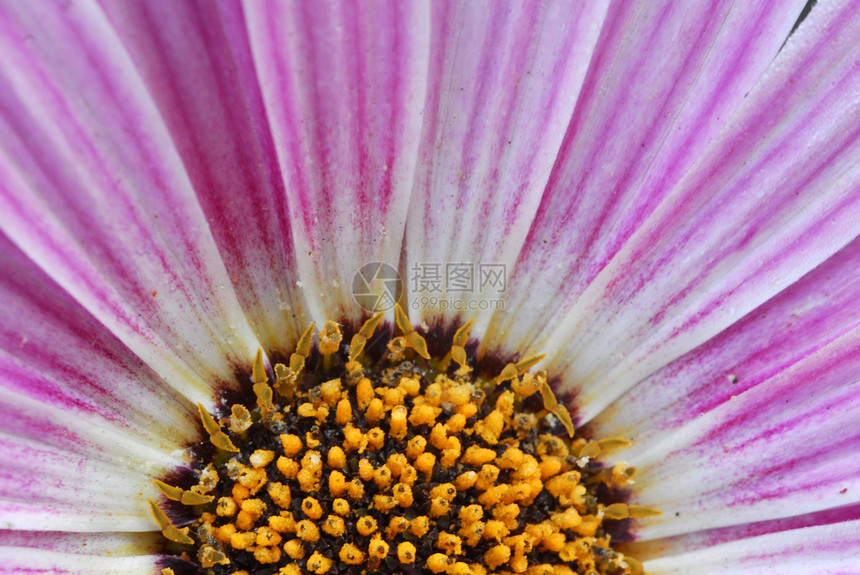 粉红菊花花团图片
