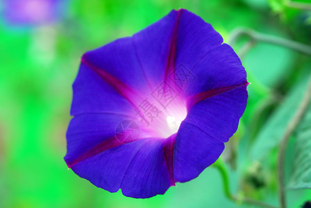 天蓝清晨光辉闪耀的伊波梅亚花朵喇叭花花园花瓣植物装饰荣耀蓝色阴影植物群藤蔓背景图片