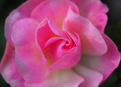 粉红玫瑰花缝合花朵植物群花瓣玫瑰花园阴影季节性风格装饰植物背景图片