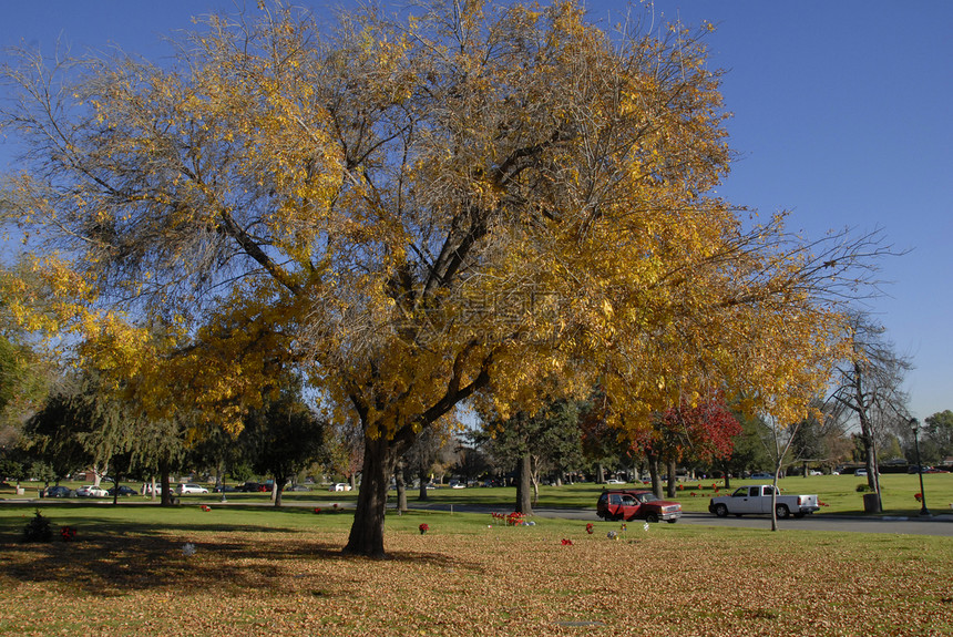 黄树叶秋季森林树木花园风景树叶颜料季节性黄色公园季节图片