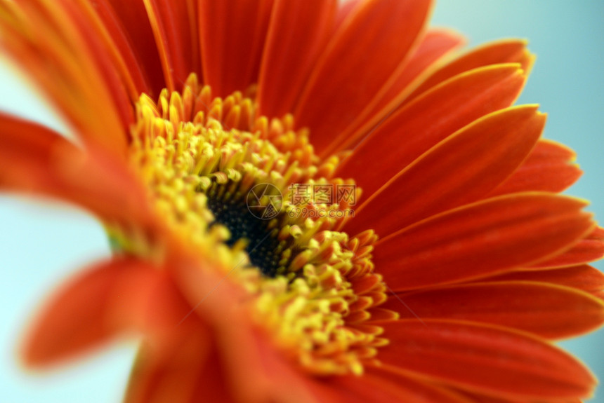 橙色的热贝拉菊花花园植物群植物花朵园艺雏菊装饰花瓣花艺风格图片