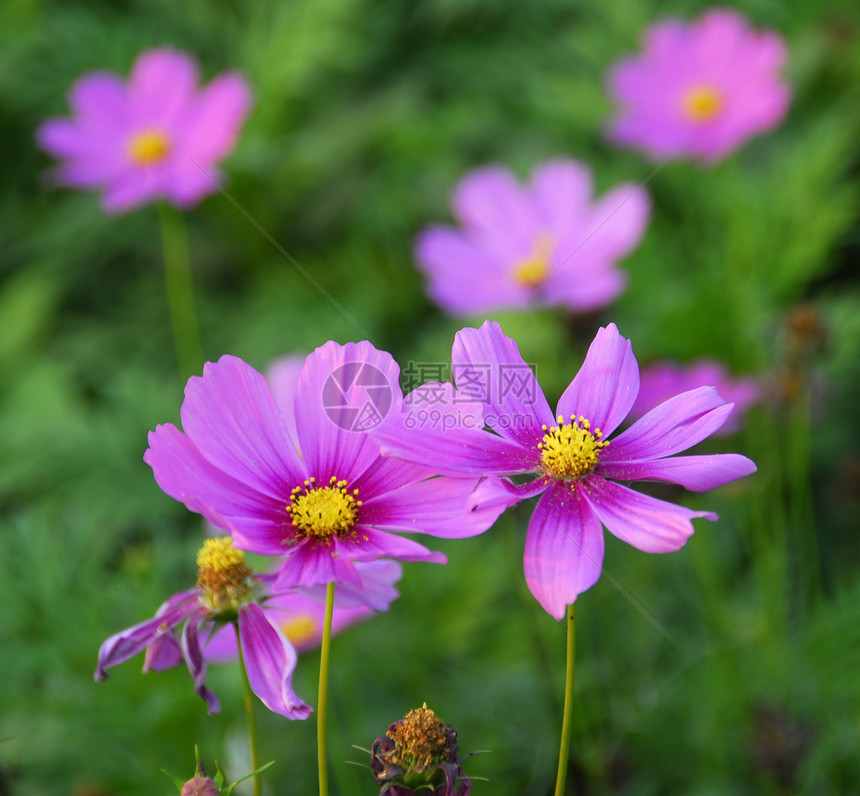 粉粉宇宙花装饰植物群园艺花艺花朵季节性情人花园阴影花瓣图片