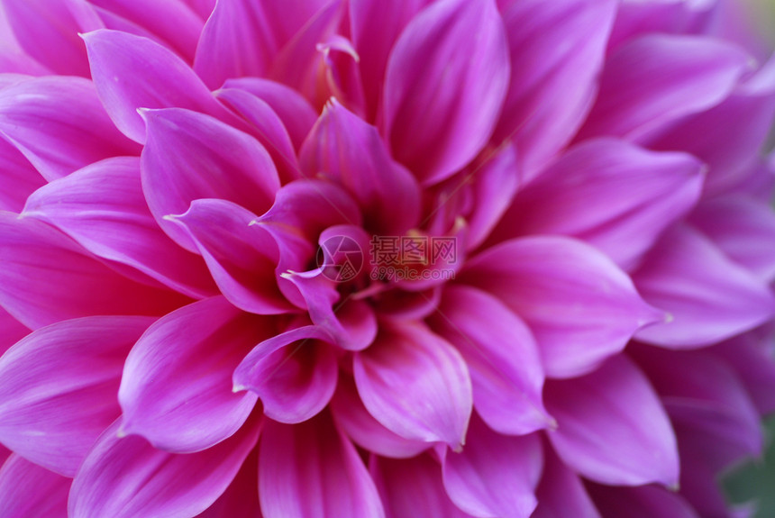 粉红 Dahlia 花装饰阴影植物花艺季节性植物群花朵花园风格花瓣图片