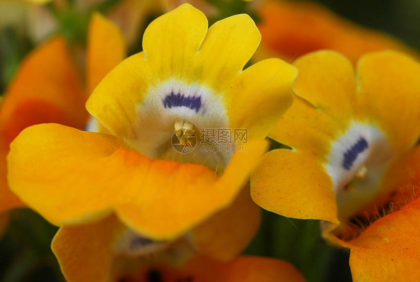 黄黄白花阴影装饰园艺花朵花园热带花艺植物群白色植物图片