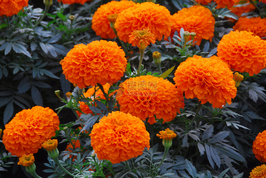 橙色马花花花艺花园阴影风格花朵装饰植物热带园艺季节性图片