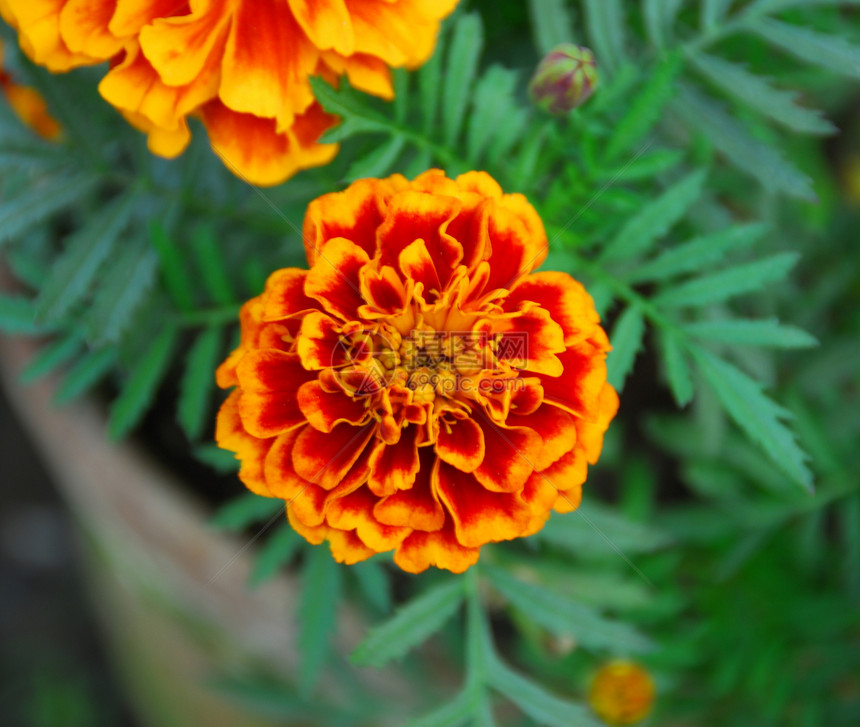 橙色马花花风格阴影装饰植物群花园花艺季节性园艺花朵植物图片