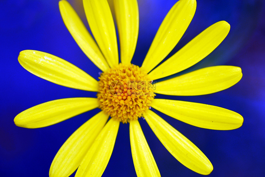 黄黄色花朵热带装饰风格植物季节性植物群花瓣阴影园艺花园图片