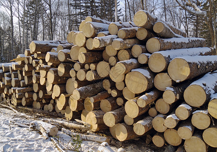 在泰加堆放的原木产品森林木头针叶林树干高清图片