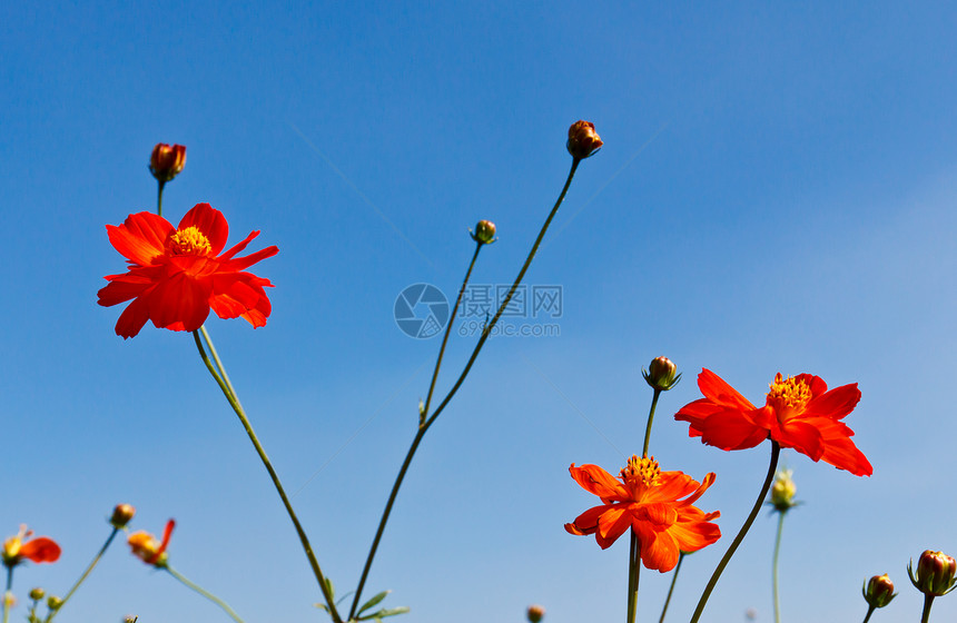 宇宙花花园和蓝天空场地花园雌蕊活力花瓣橙子快乐植物太阳香水图片