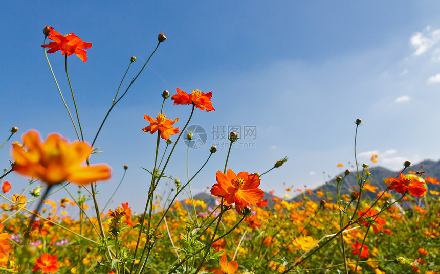 宇宙花花园和蓝天空橙子花园场地香水花瓣天空烹饪快乐植物图片