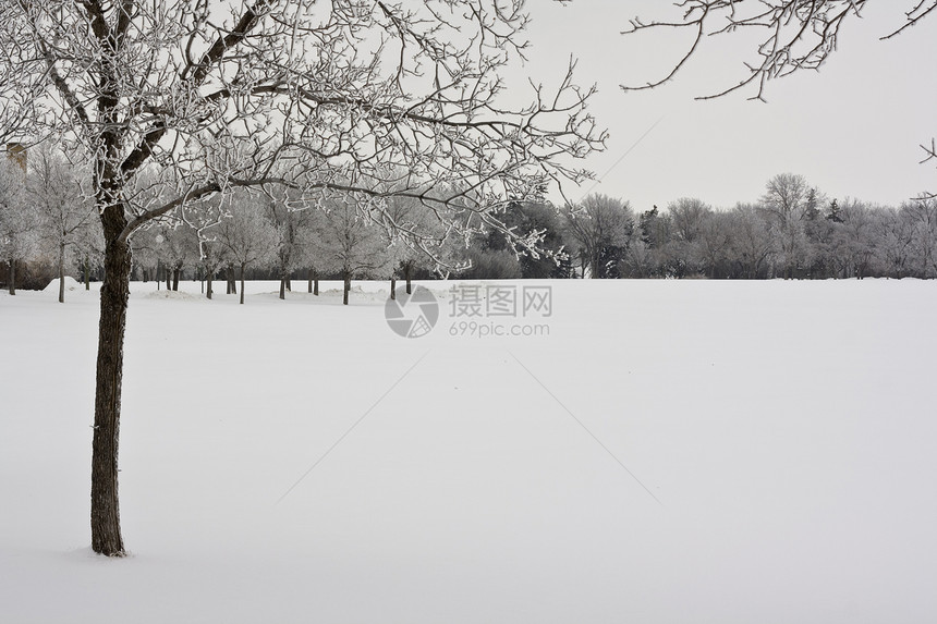 雪覆盖的公园上的树木图片