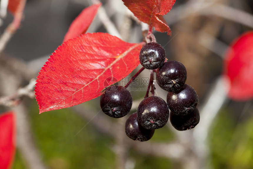 黑窒息莓阿罗尼亚梅拉诺卡帕黑色收获叶子园艺植物食物营养宏观浆果图片