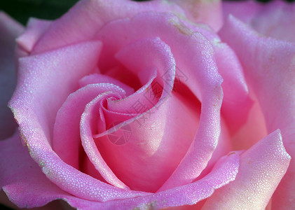 粉红玫瑰花缝合花朵阴影植物群植物花园玫瑰花瓣风格装饰季节性背景图片