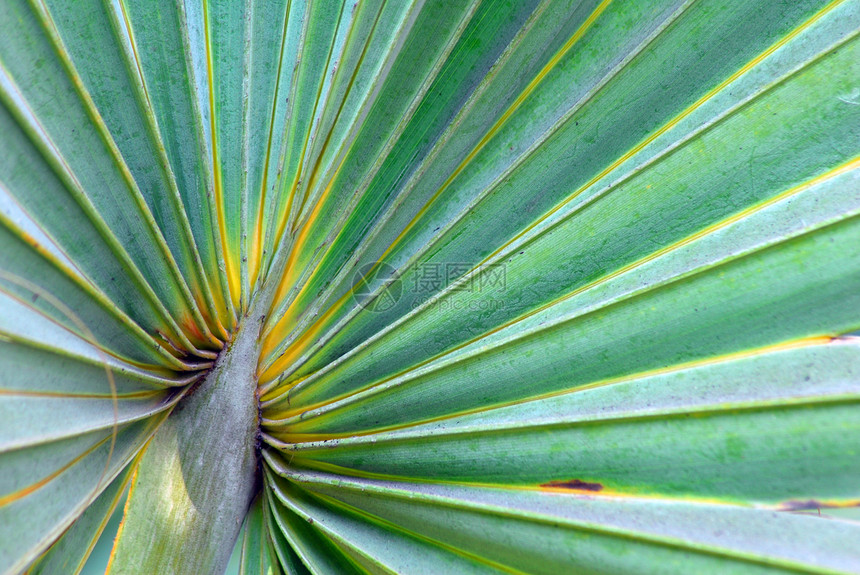 特写棕榈叶生长植物学花园园艺棕榈叶子植物图片