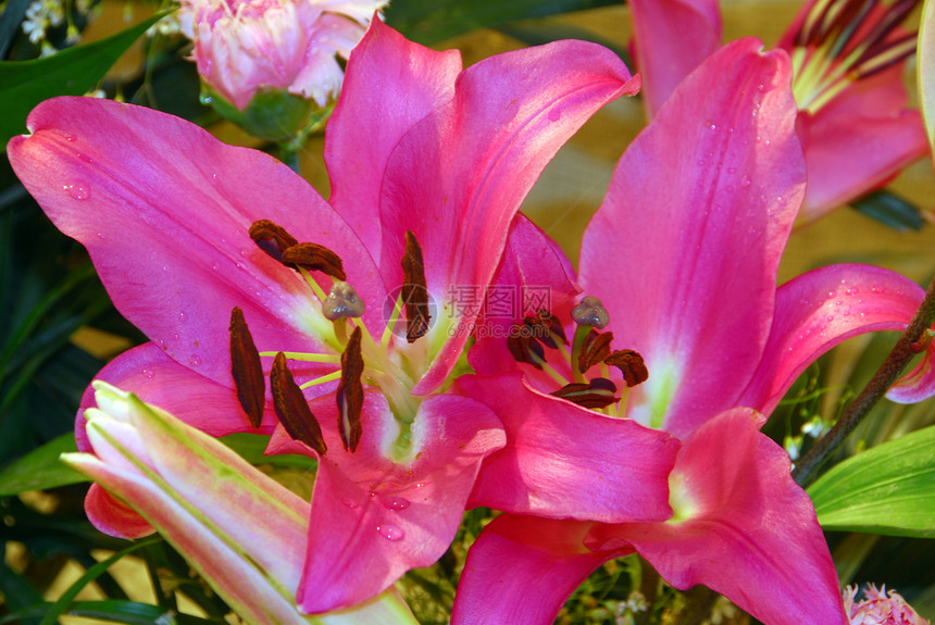 粉红色阿玛丽丝百合花花朵开花图片