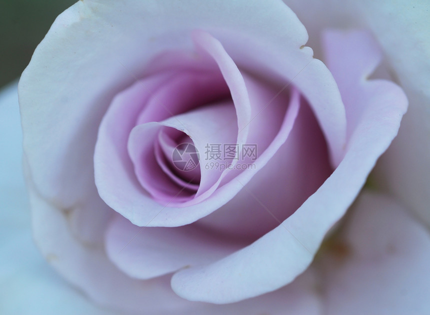 Mauve 白玫瑰花缝合花朵图片