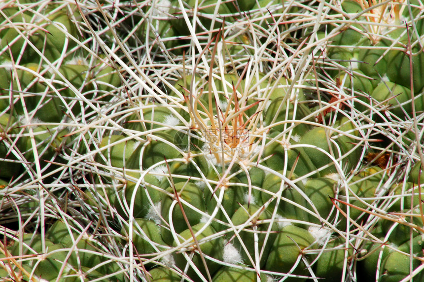 Cactus 工厂多刺化妆品植物园林生长旱生植物花园草本干旱海绵图片