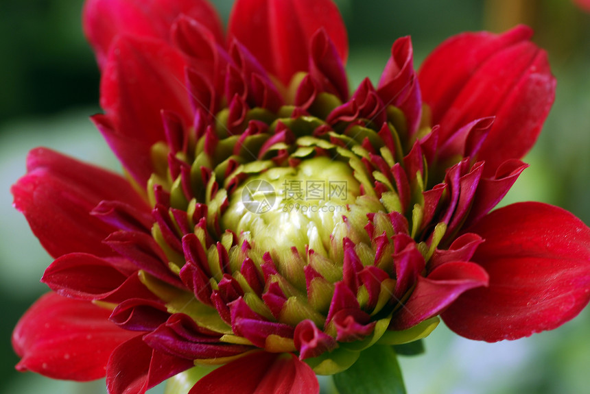 红 Dahlia 花朵装饰阴影园艺季节性花瓣风格植物花园花艺植物群图片