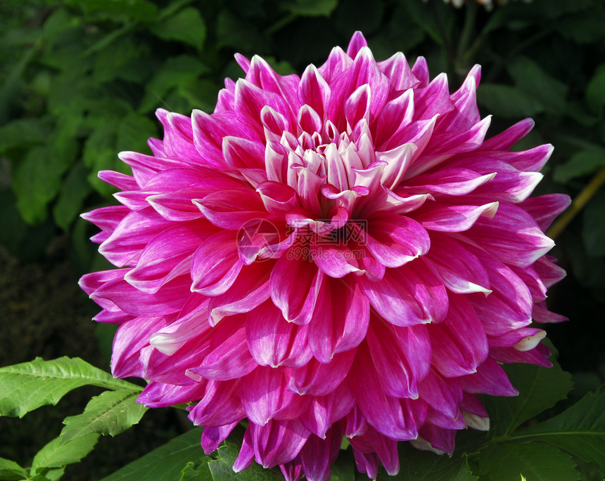 粉红 Dahlia 花植物装饰花朵园艺风格季节性花瓣植物群花园花艺图片