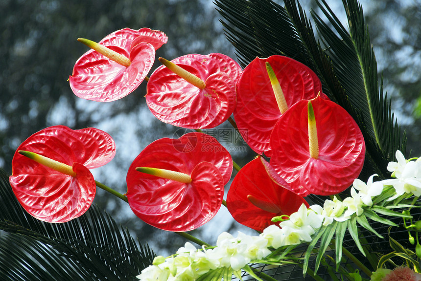 花花艺粉色园艺花瓣植物群植物异国花朵季节性装饰图片