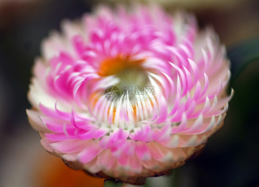 粉红白海利石云花花花雏菊植物装饰花朵季节性阴影花苞花瓣草花花园图片