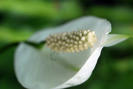 白色的花阴影植物群花朵风格季节性装饰花瓣植物园艺热带背景图片