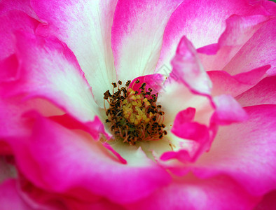 粉红玫瑰花缝合花朵玫瑰花园植物群花瓣植物风格阴影季节性装饰背景图片