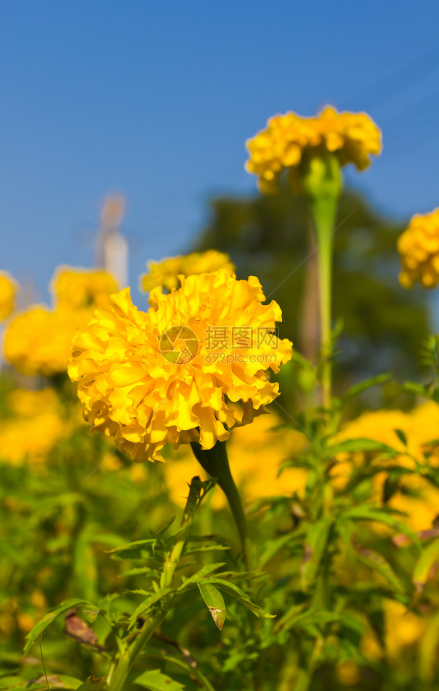 马里金花园场地橙子快乐植物学明信片花瓣植物群阳光花园花粉图片